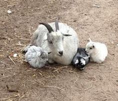 three goats and two lambs laying on the ground