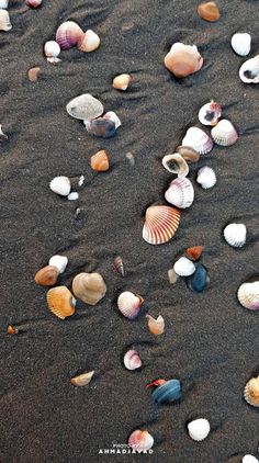 many different shells on the sand at the beach