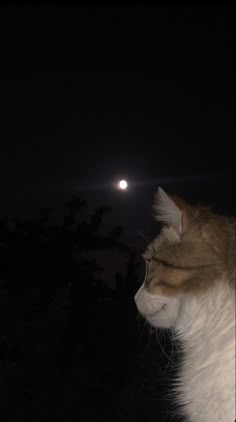 an orange and white cat is looking at the moon