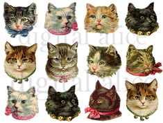 a bunch of cats that are wearing different collars and bow ties on their heads