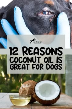 12 Reasons Coconut Oil is Great for Dogs Coconut Oil In Dog Food, Coconut Oil Recipes For Dogs, Is Coconut Oil Good For Dogs, Coconut Oil And Dogs, Benefits Of Coconut Oil For Dogs, Coconut Oil For Dogs How To Use, Yeast Remedies For Dogs, Histiocytoma In Dogs, Castor Oil For Dogs