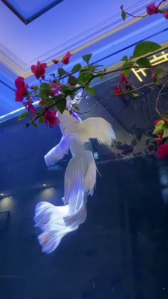 a white fish in an aquarium with red flowers hanging from it's sides and the bottom part of its body