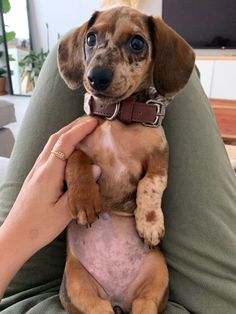 a small brown and black dog sitting on top of a person's lap