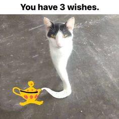 a black and white cat standing next to a yellow teapot with the caption you have 3 wishes