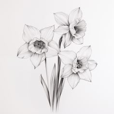 black and white drawing of three flowers