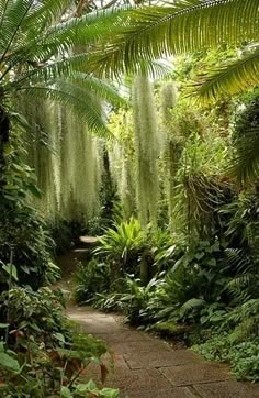 a path in the middle of a lush green forest filled with lots of trees and plants