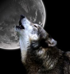 the wolf is looking up at the moon