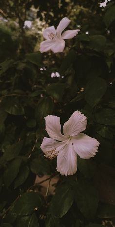 two white flowers are blooming on a tree