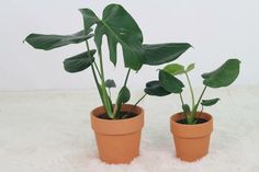 two potted plants sitting on top of a fluffy white floor next to each other