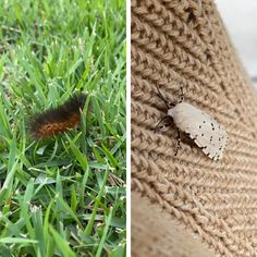 two pictures side by side one with a bug and the other with a caterpillar