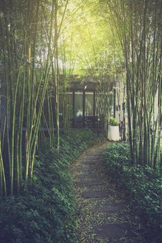 the path is lined with tall bamboo trees and bushes, leading to a small white potted planter