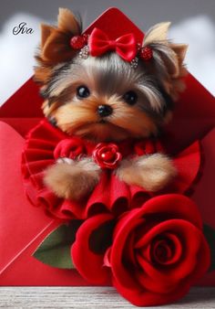 a small dog with a red bow on it's head sitting in an envelope