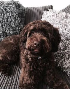 a brown dog laying on top of a couch next to two gray and white pillows