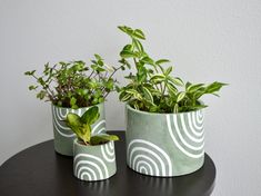 three potted plants sitting on top of a table next to each other, one green and the other white