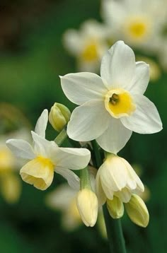 some white flowers with yellow centers are in the grass