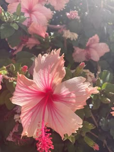 a pink flower with green leaves in the background and sunlight shining through it's petals