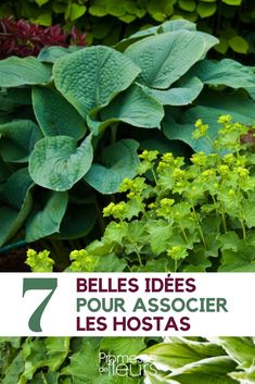 some plants that are growing next to each other with the words 7 belles des pour associer les hostas