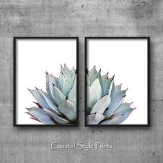 two framed pictures with succulents against a brick wall, one is white and the other is blue