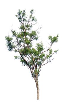 a small tree with no leaves on it in the middle of a white sky background