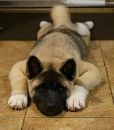 a dog is laying on the floor with his head resting on its paws, looking at the camera