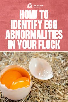 Double Yolk Eggs and Other Egg Anomalies | The Happy Chicken Coop Chicken Owner, Egg Production, Egg Laying, Proper Nutrition, Farm Gardens, Chickens Backyard, Chicken Coop, Balanced Diet, Coop