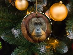 an ornament hanging from a christmas tree