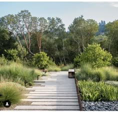 a wooden walkway surrounded by grass and trees