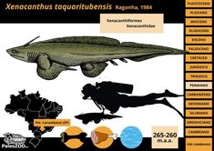 an image of a poster with different types of fish