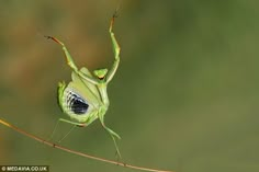 a green insect sitting on top of a branch