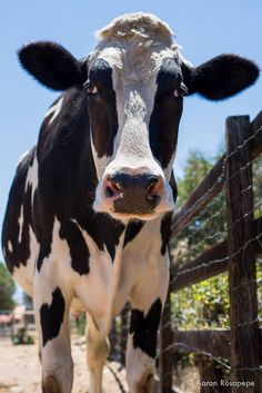 a black and white cow standing next to a fence