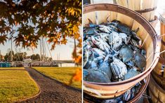 there are many buckets full of crabs in the grass and on the ground next to each other