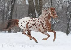 a spotted horse galloping through the snow in front of some trees with no leaves