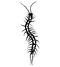 a black and white drawing of a caterpillar