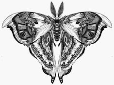 a black and white drawing of a butterfly with intricate patterns on it's wings