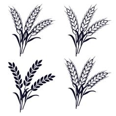 three stalks of wheat on a white background, one is black and the other is blue