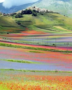 colorful flowers are growing in the field near a mountain