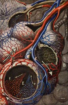 an image of the heart and blood vessels in this painting by artist michael strick