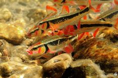 several small colorful fish swimming in the water