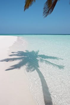 a palm tree casts a shadow on the white sands of an empty tropical beach with clear blue water