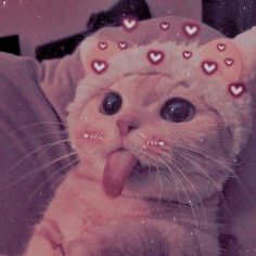 a cat sticking its tongue out with hearts on it's head