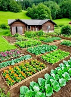 a garden with lots of different types of vegetables