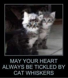 two kittens standing next to each other with caption that reads, may your heart always be tickled by cat whiskers