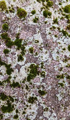 green moss growing on the concrete surface