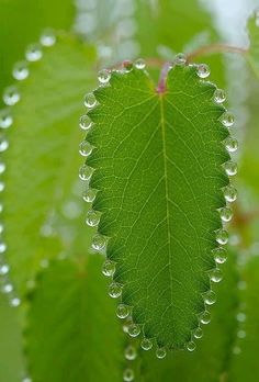 rain drops on a leaf with the caption rain droplets on a green leaf,