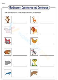 a worksheet with pictures of animals and their names