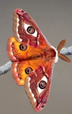 an orange and brown butterfly sitting on top of a tree branch with its wings open