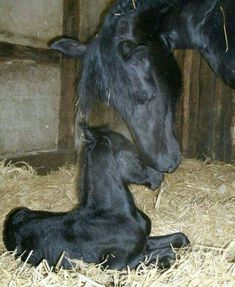 a baby horse is nursing from it's mother in the hay next to a barn