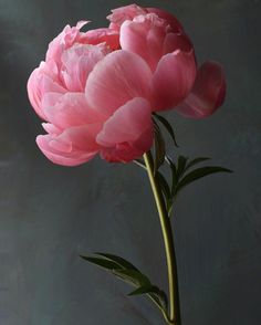 a pink flower is in a vase on a gray background with green stems and leaves