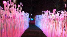 an illuminated pathway with pink and white flowers in the center, surrounded by tall grass