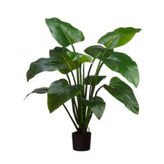 a potted plant with large green leaves in it's black plastic container on a white background